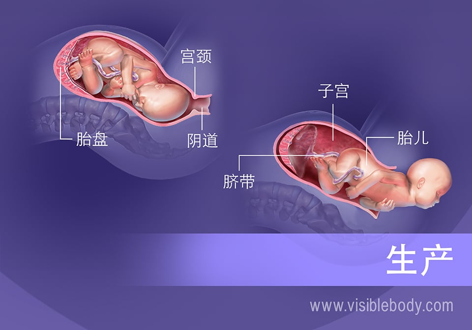 出生过程和生产过程中的周围器官